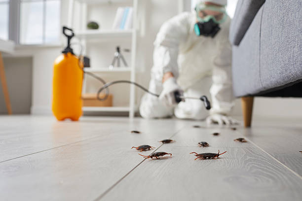 Commercial Kitchen Cockroach Control in Alcoa